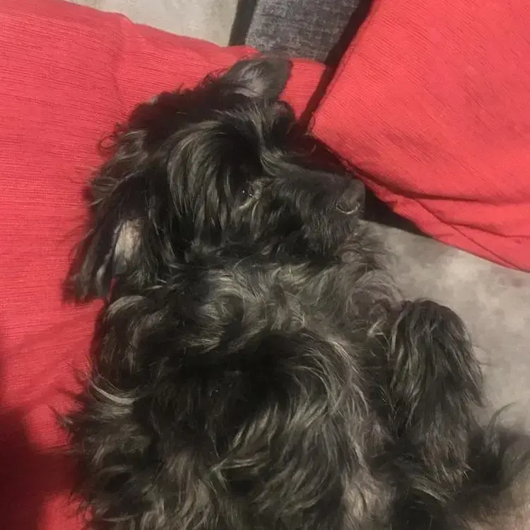 Patterdale Terrier