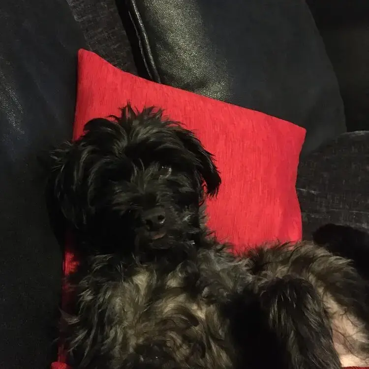 Patterdale Terrier