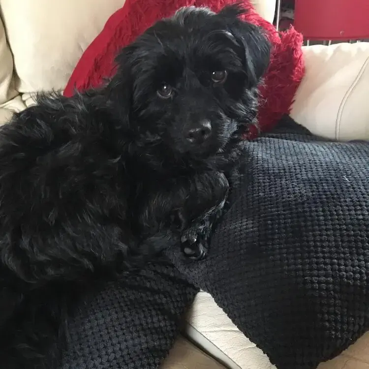 Patterdale Terrier