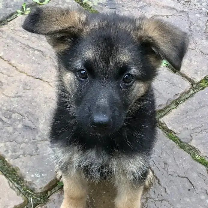 German Shepherd Dog