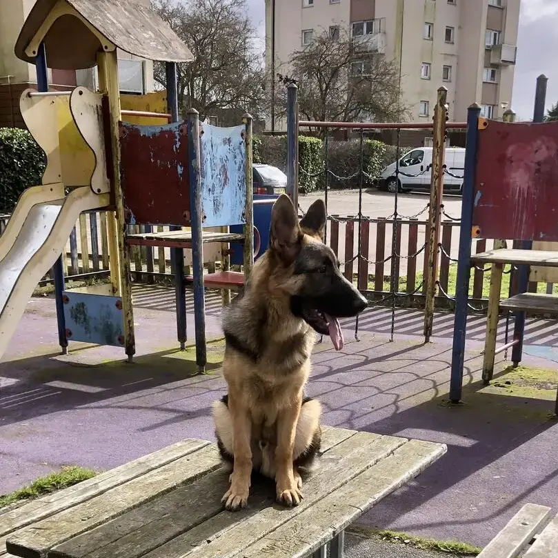 German Shepherd Dog