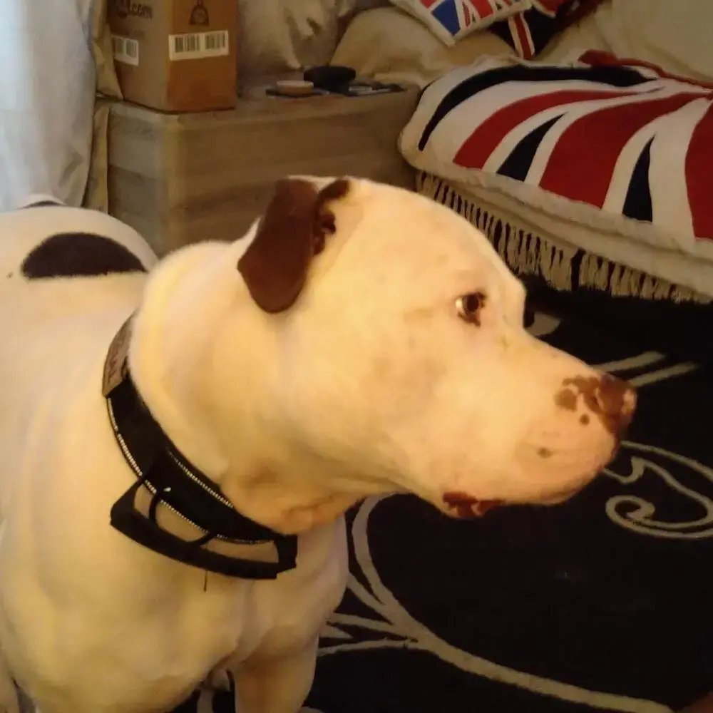 American Bulldog 