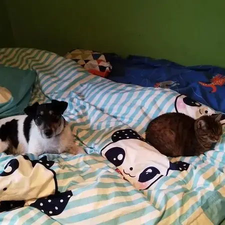 Jack Russell Terrier