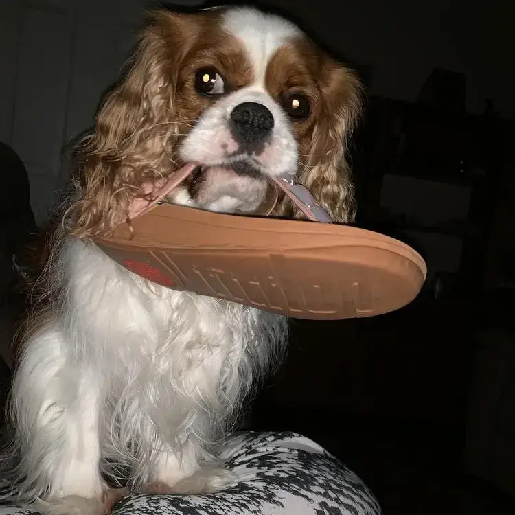 King Charles Spaniel