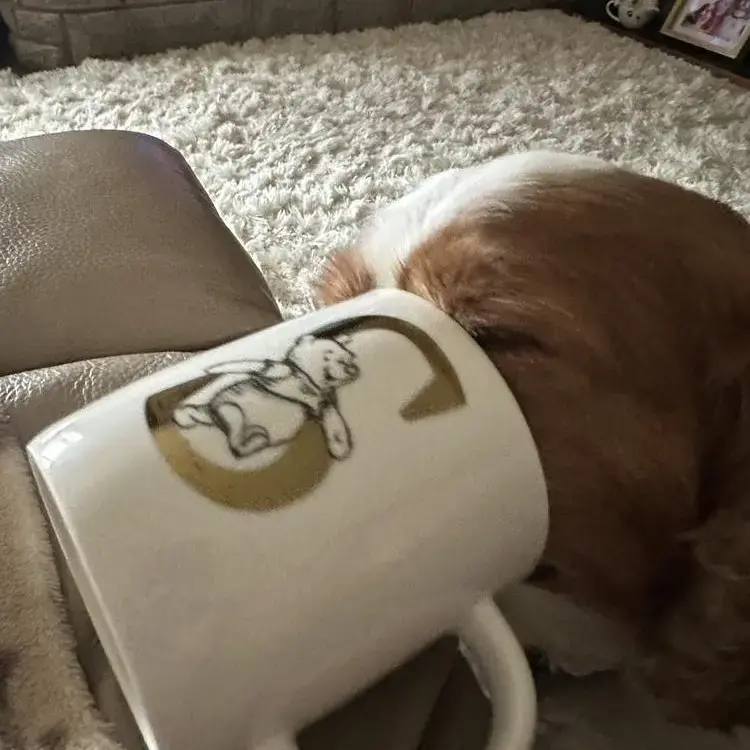 King Charles Spaniel