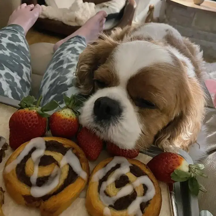 King Charles Spaniel