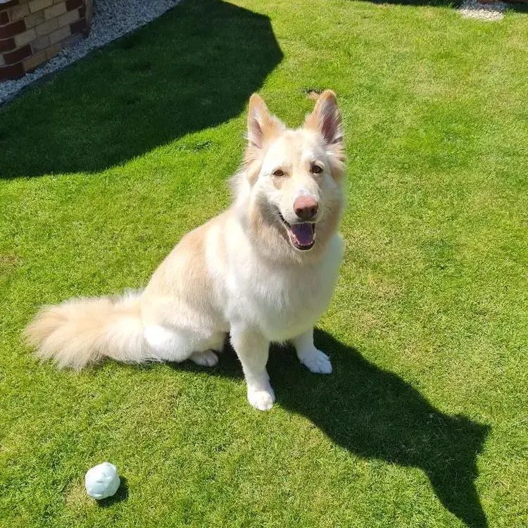 German Shepherd Dog