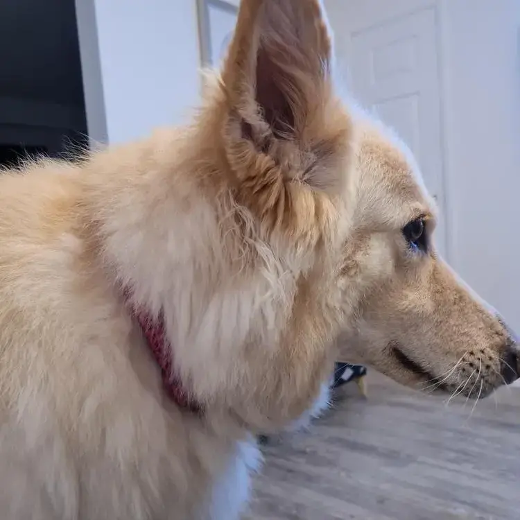 German Shepherd Dog
