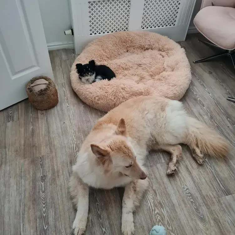 German Shepherd Dog