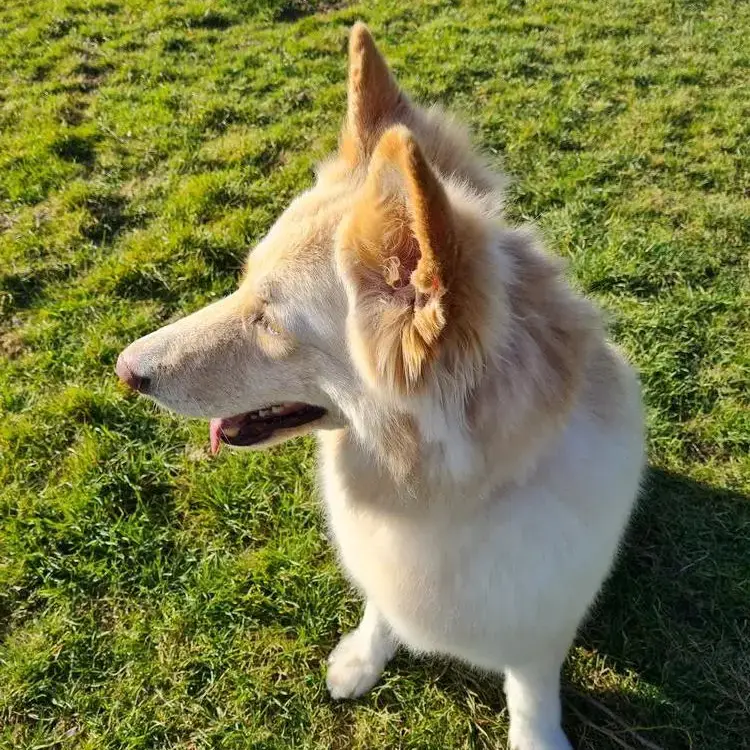 German Shepherd Dog