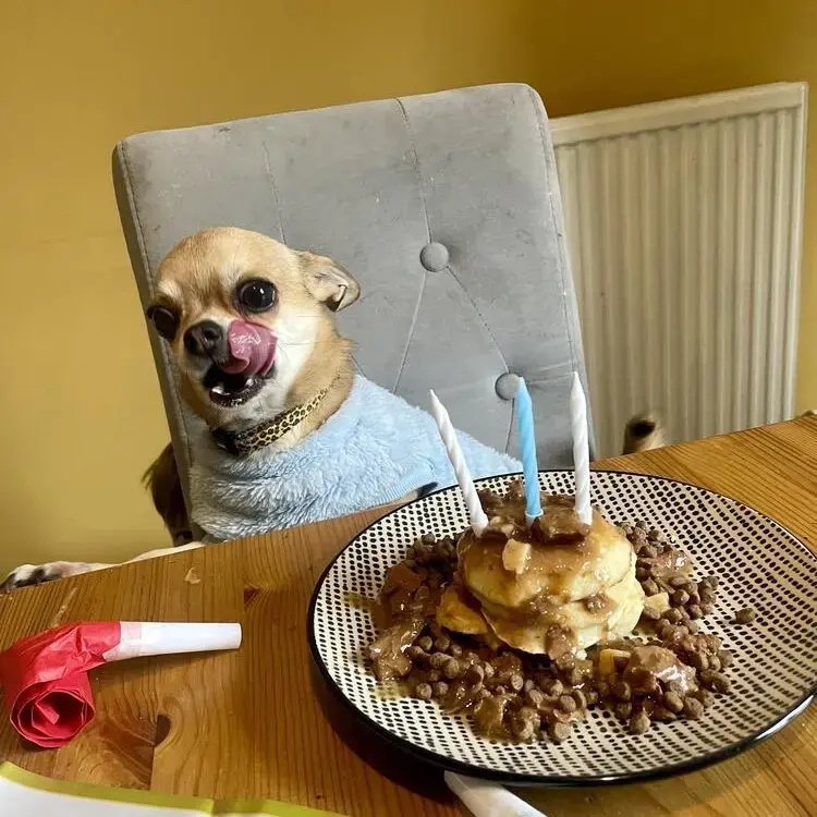 Chihuahua (Smooth Coat)