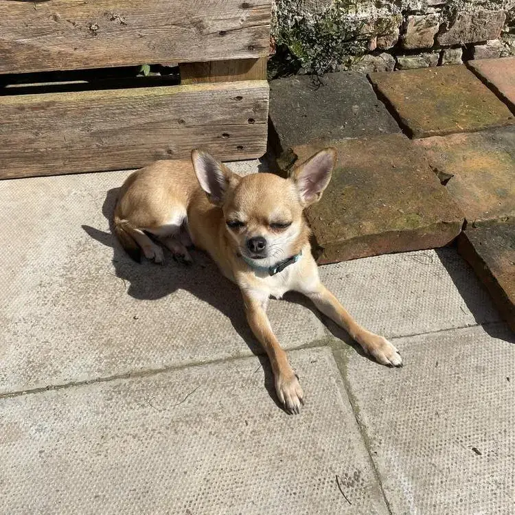 Chihuahua (Smooth Coat)