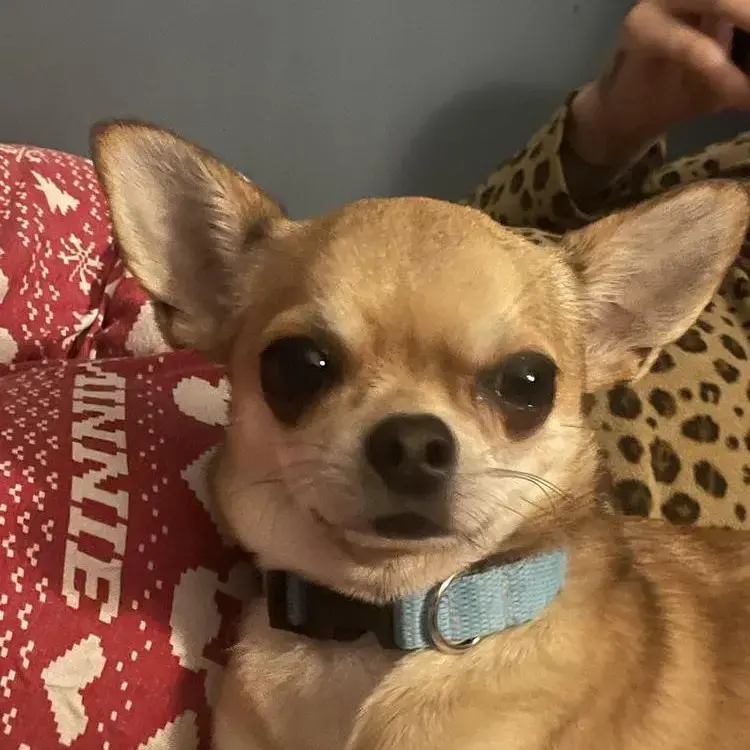 Chihuahua (Smooth Coat)