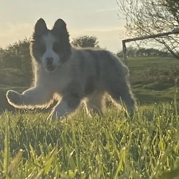 Border Collie