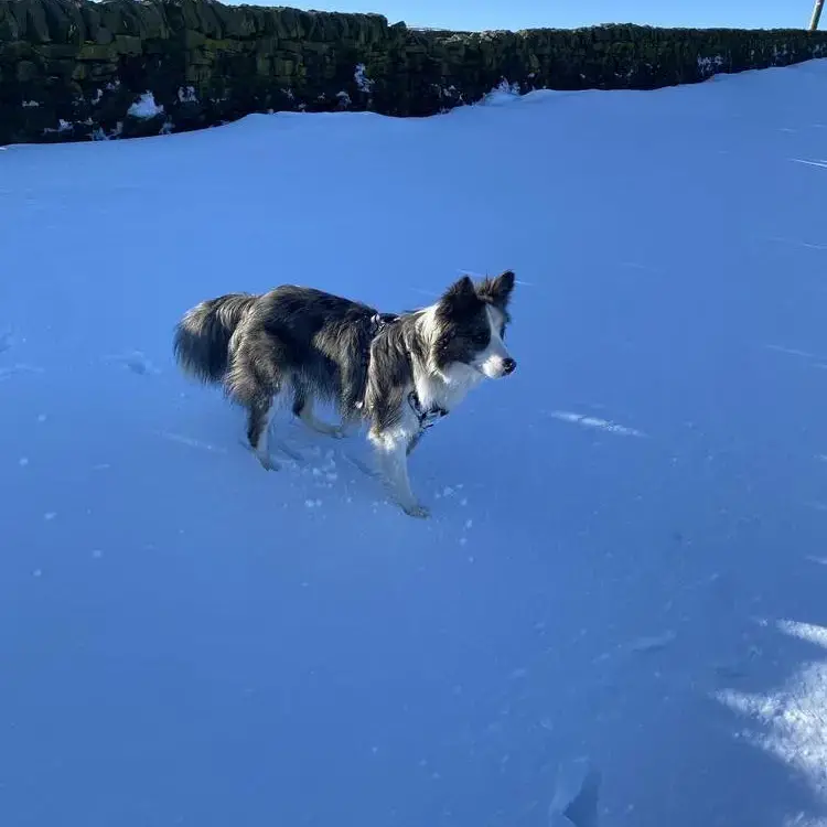 Border Collie