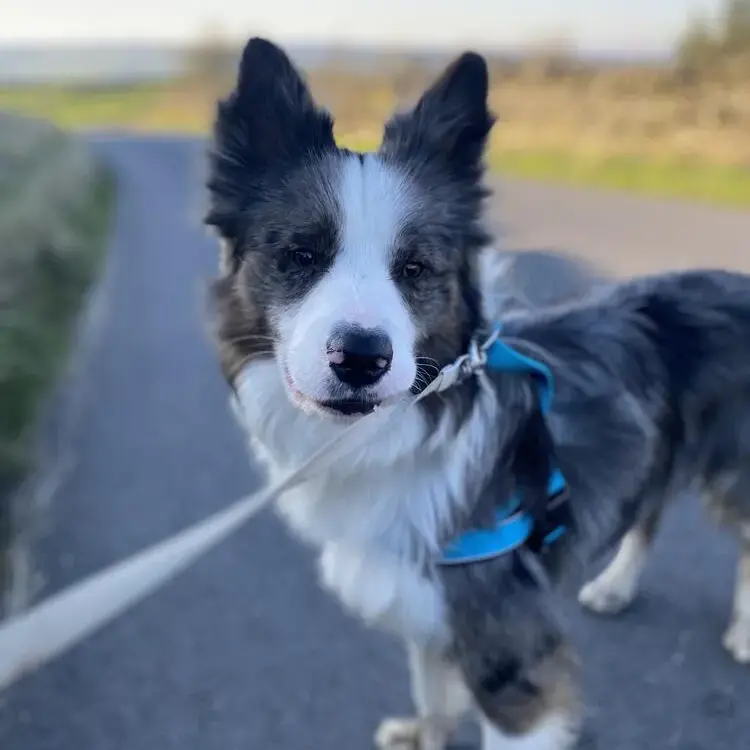 Border Collie