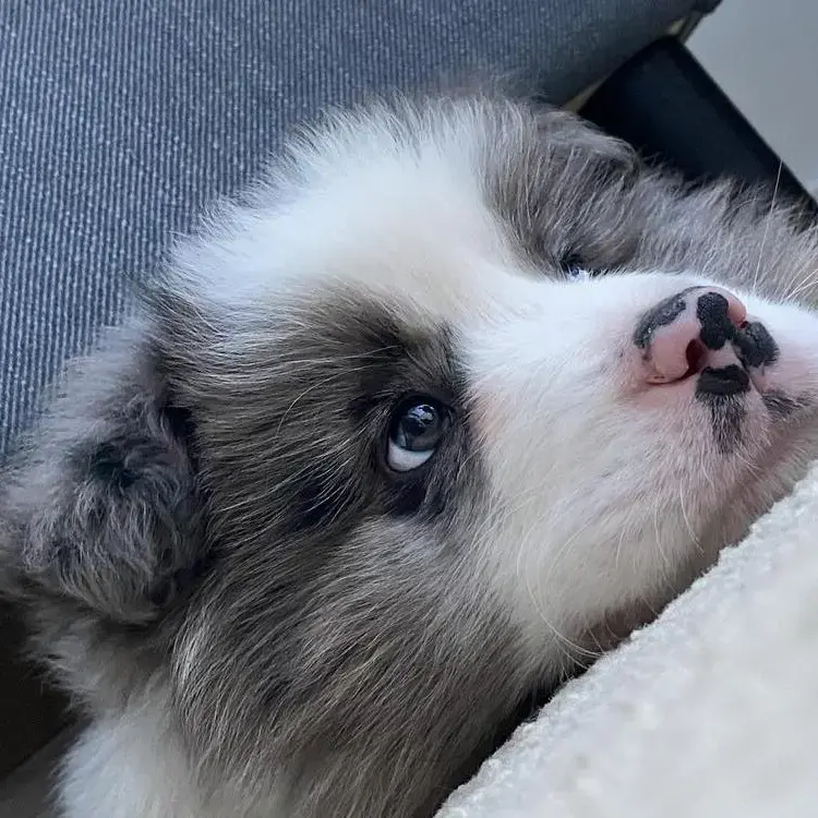 Border Collie