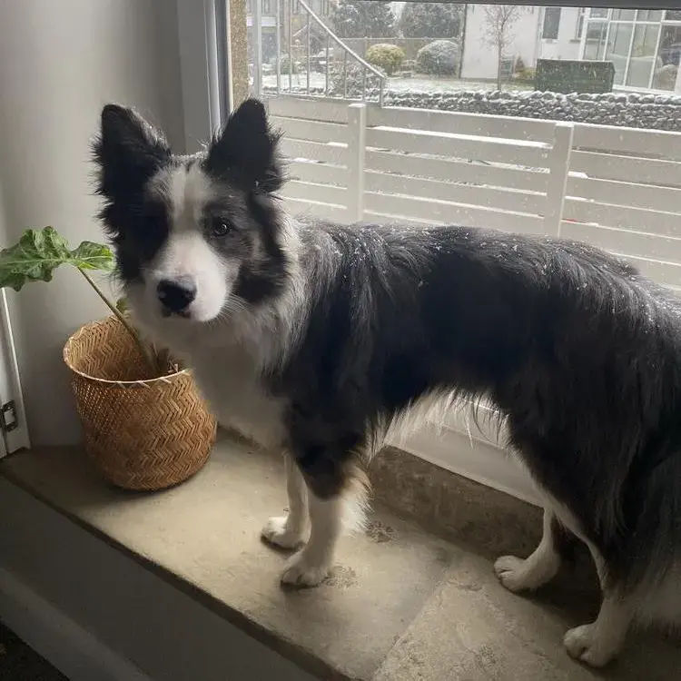 Border Collie