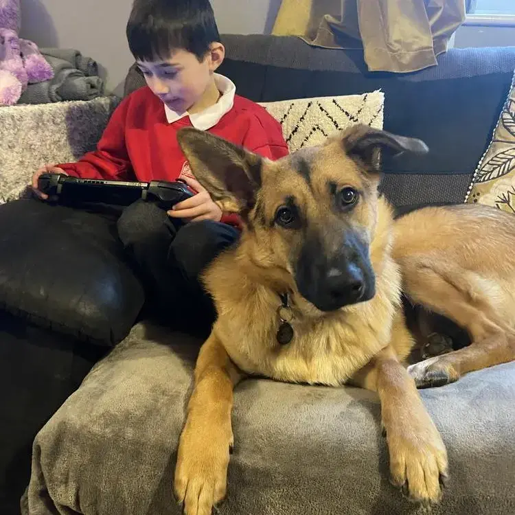 German Shepherd Dog