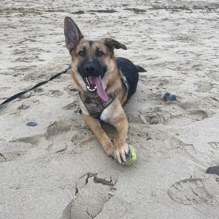 German Shepherd Dog