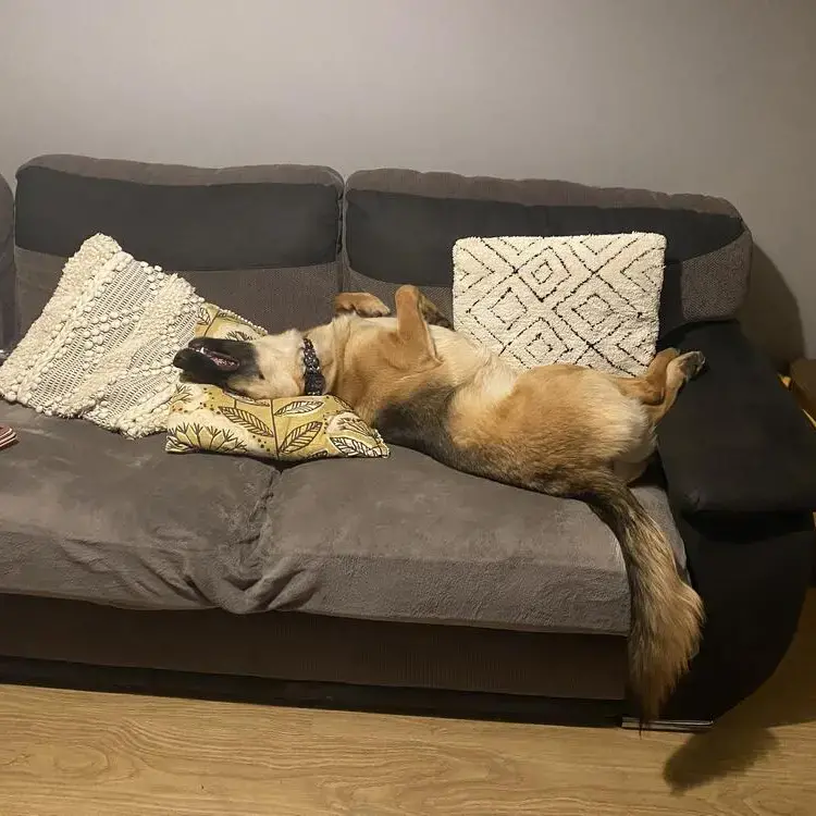 German Shepherd Dog