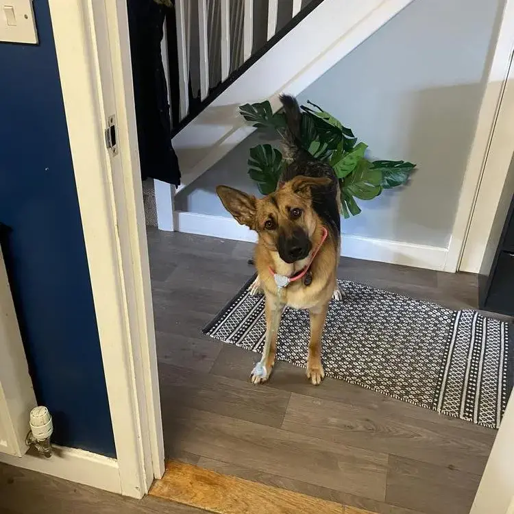 German Shepherd Dog