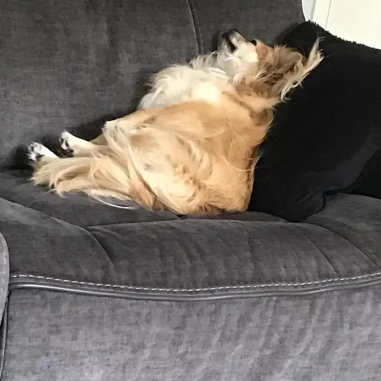 Tibetan Spaniel