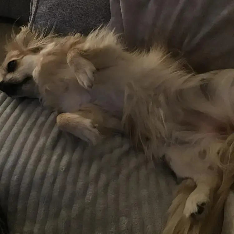 Tibetan Spaniel
