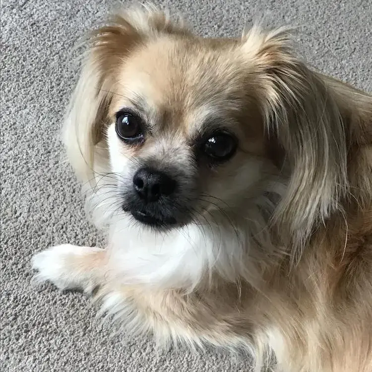 Tibetan Spaniel