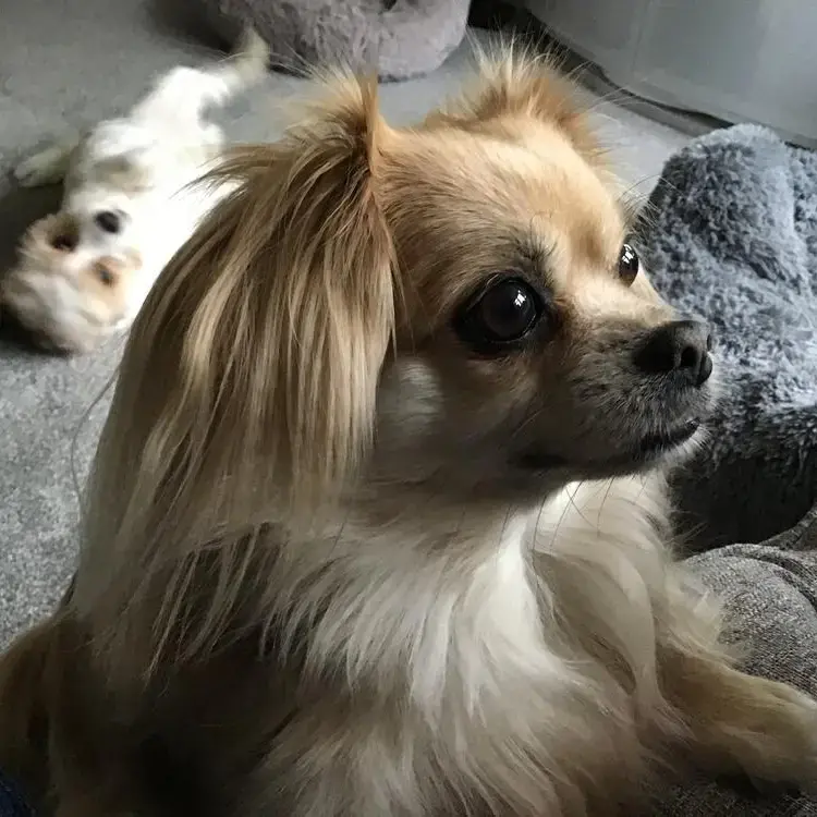 Tibetan Spaniel
