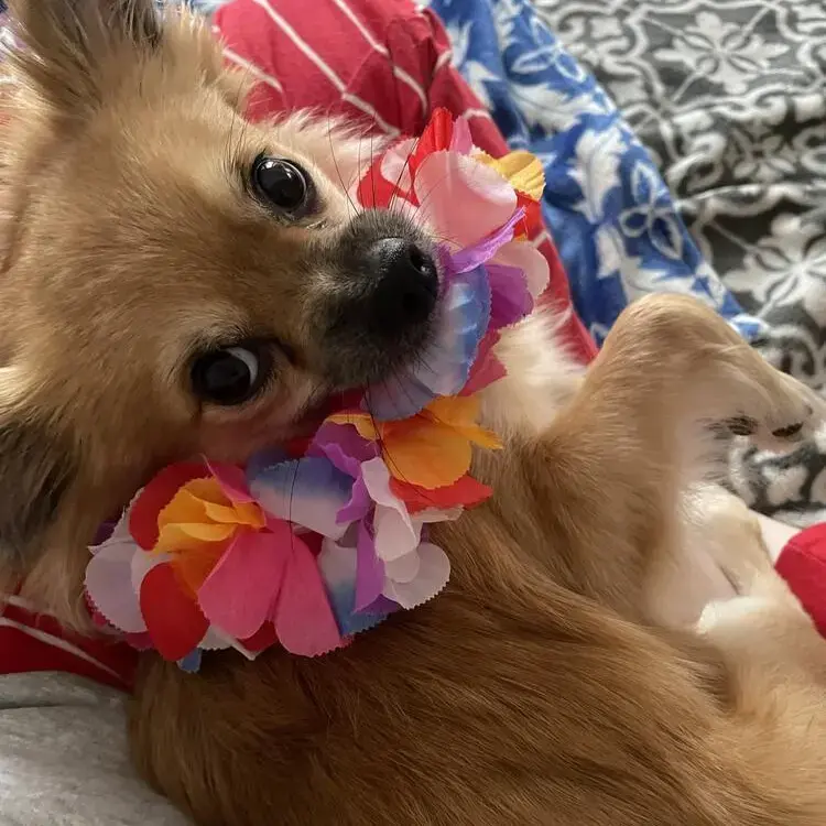 Chihuahua (Long Coat)