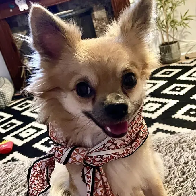 Chihuahua (Long Coat)