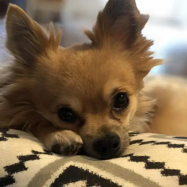 Chihuahua (Long Coat)