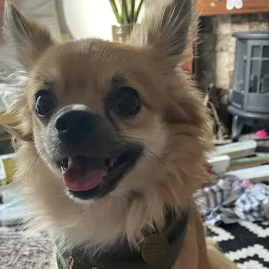 Chihuahua (Long Coat)