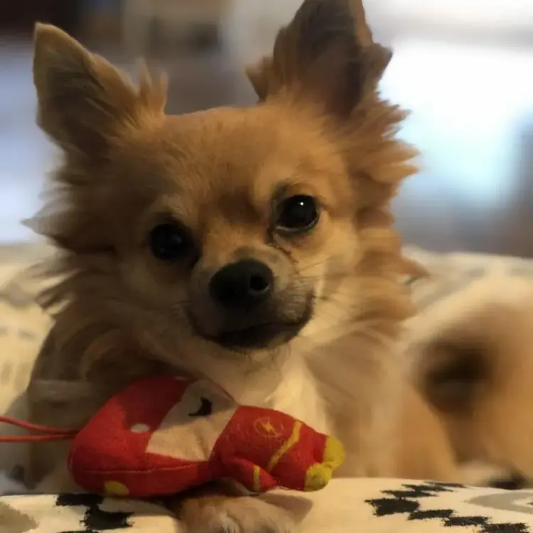 Chihuahua (Long Coat)