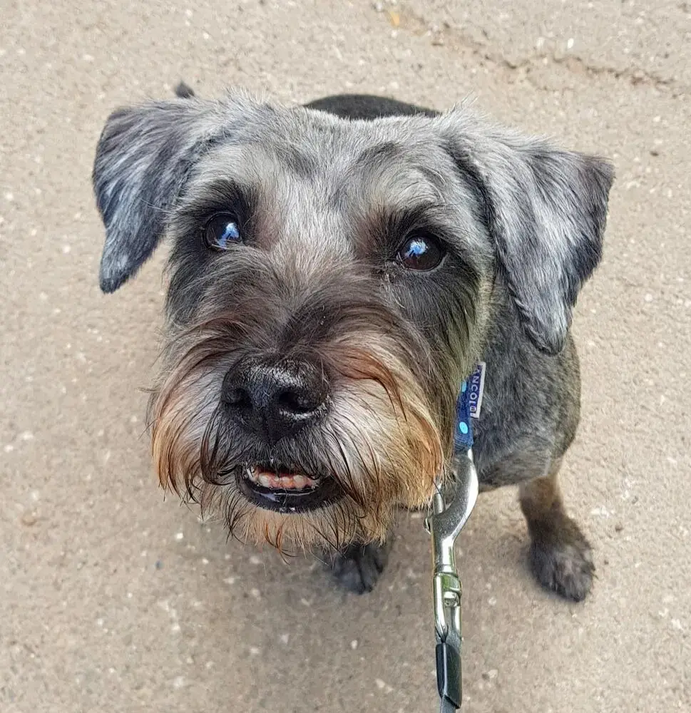 Border Terrier