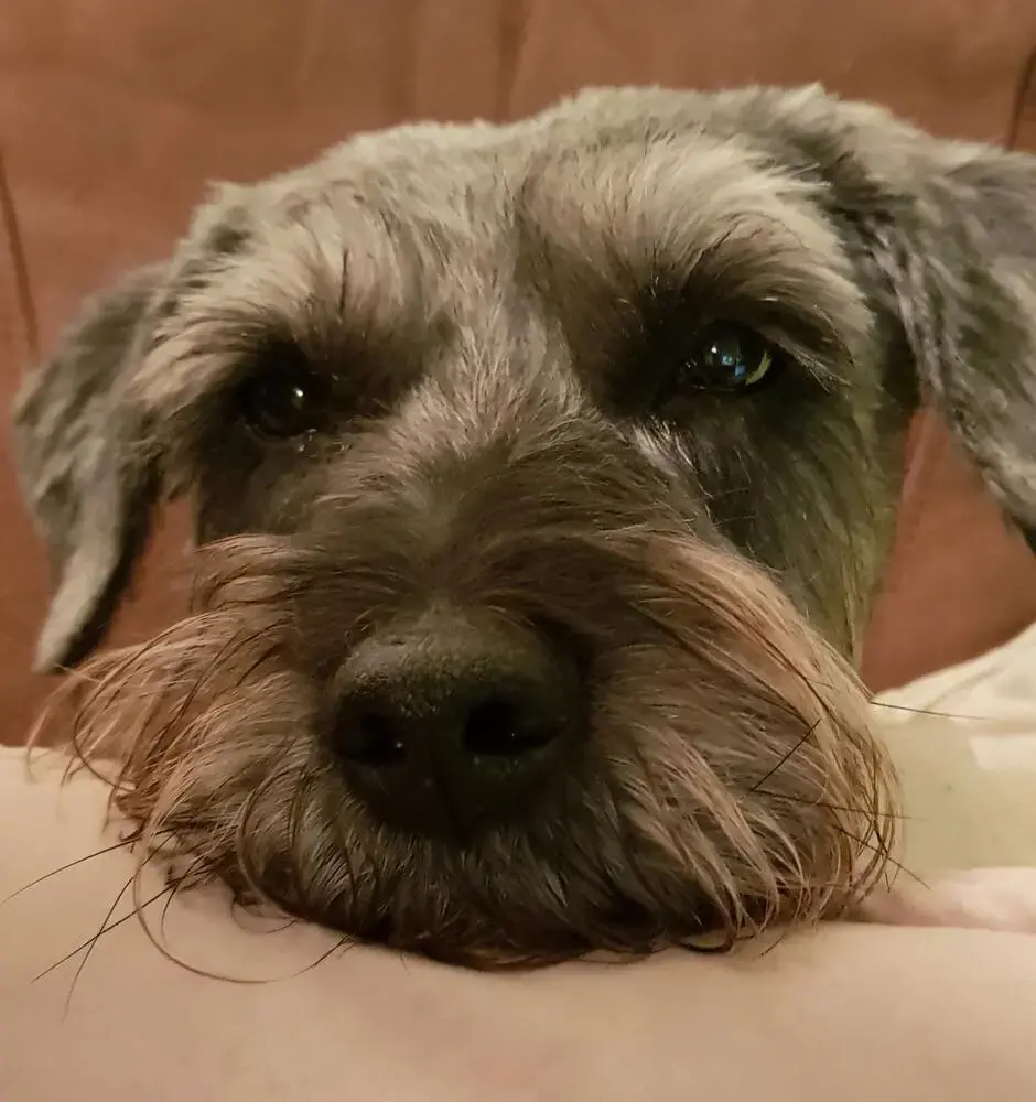 Border Terrier
