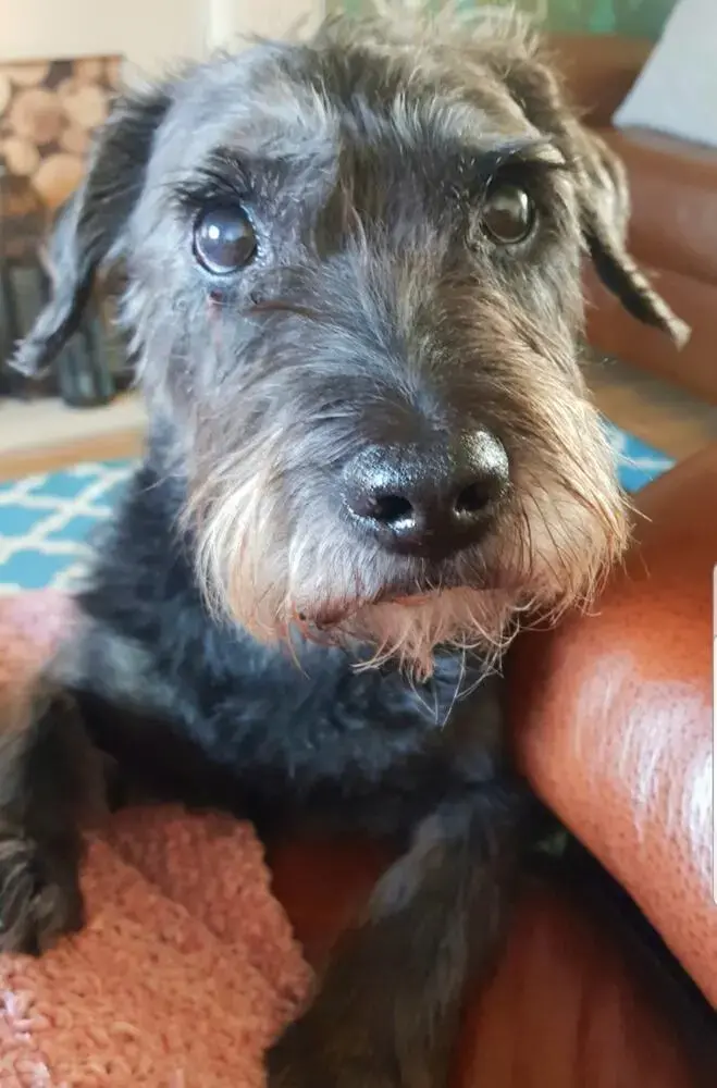 Border Terrier