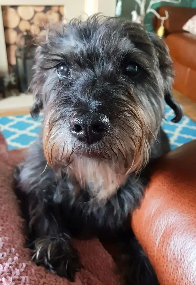 Border Terrier