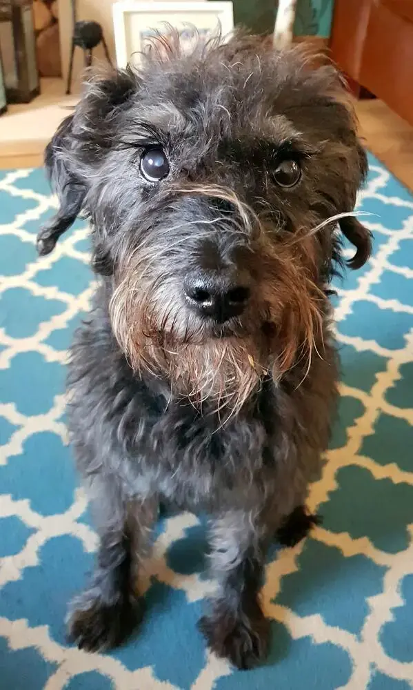 Border Terrier