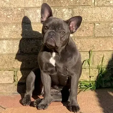 French Bulldog