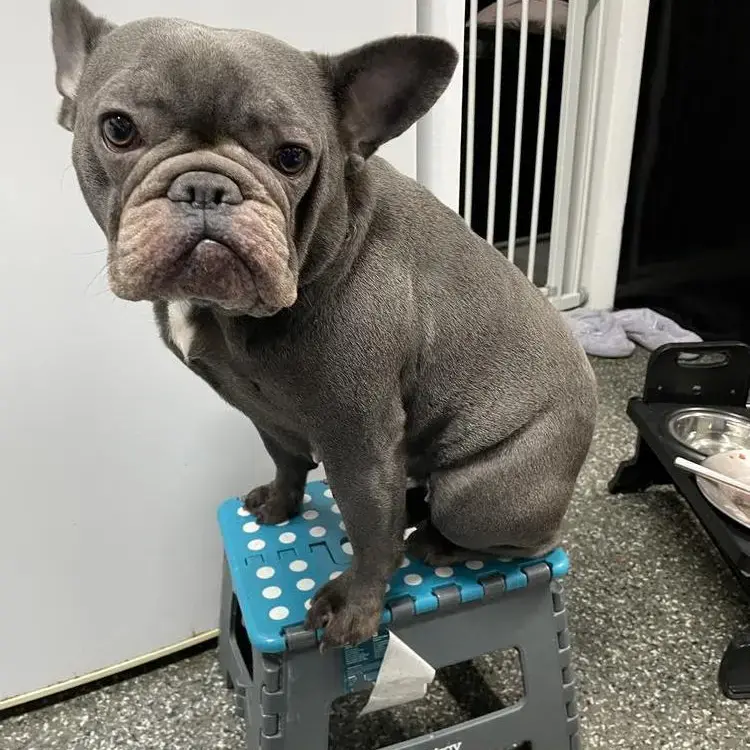 French Bulldog