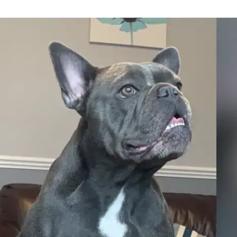 French Bulldog