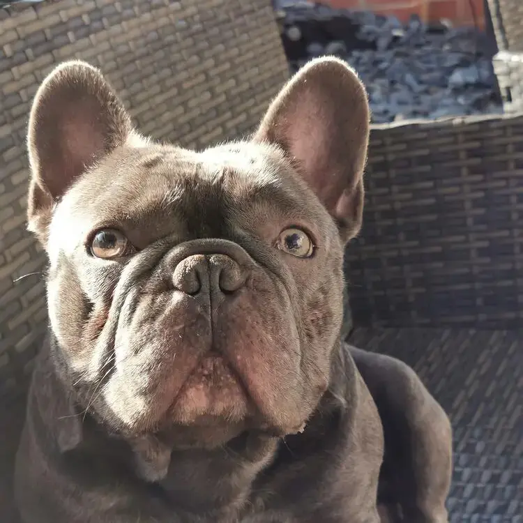 French Bulldog