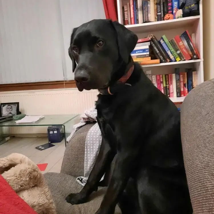 Labrador Retriever