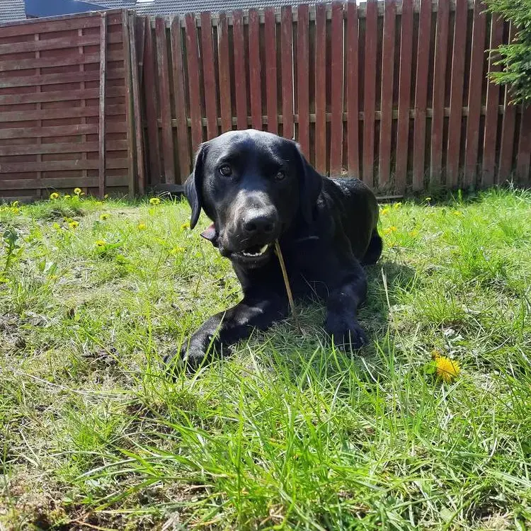 Labrador Retriever