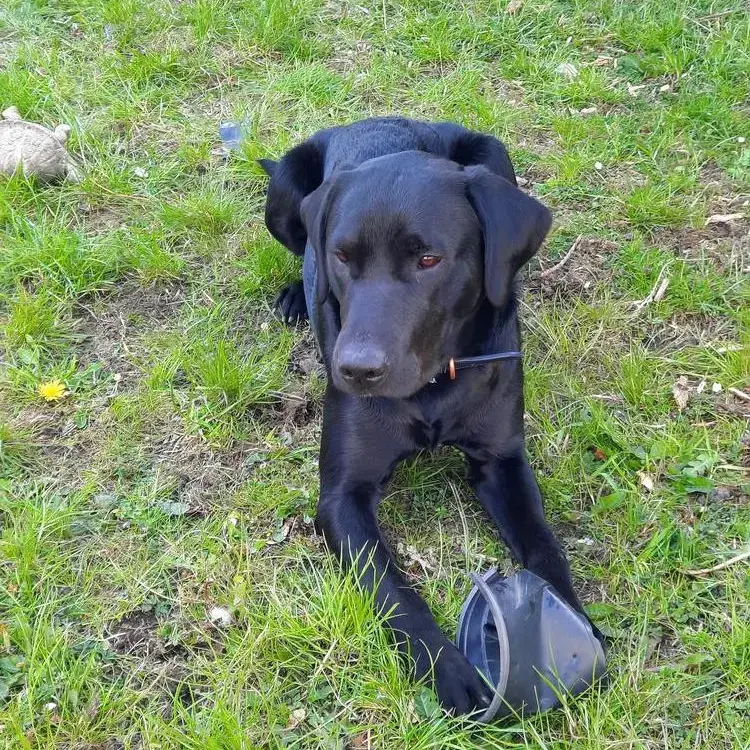 Labrador Retriever