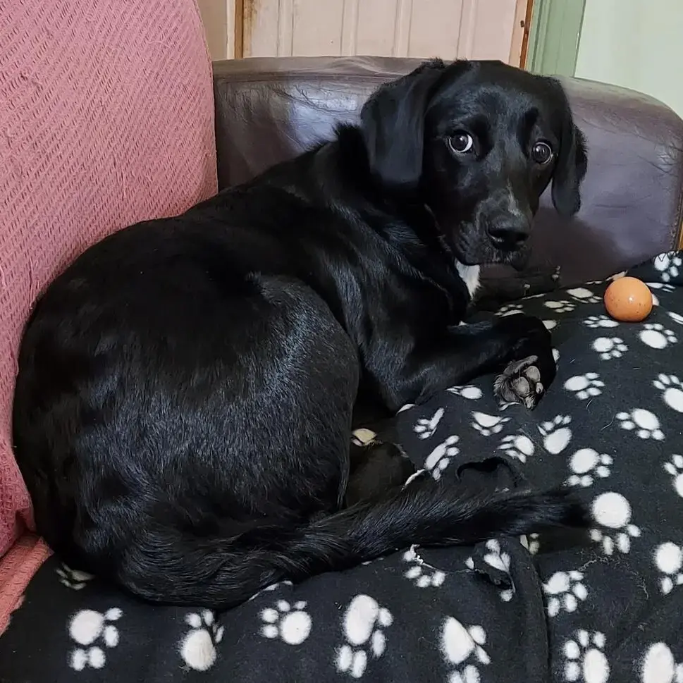 English Springer Spaniel