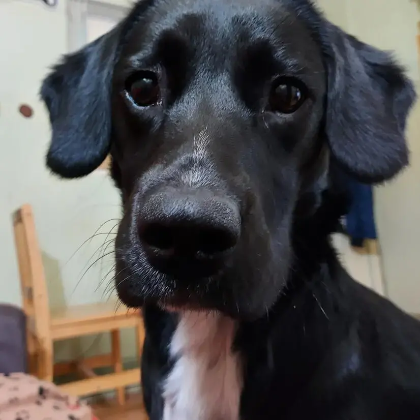 English Springer Spaniel