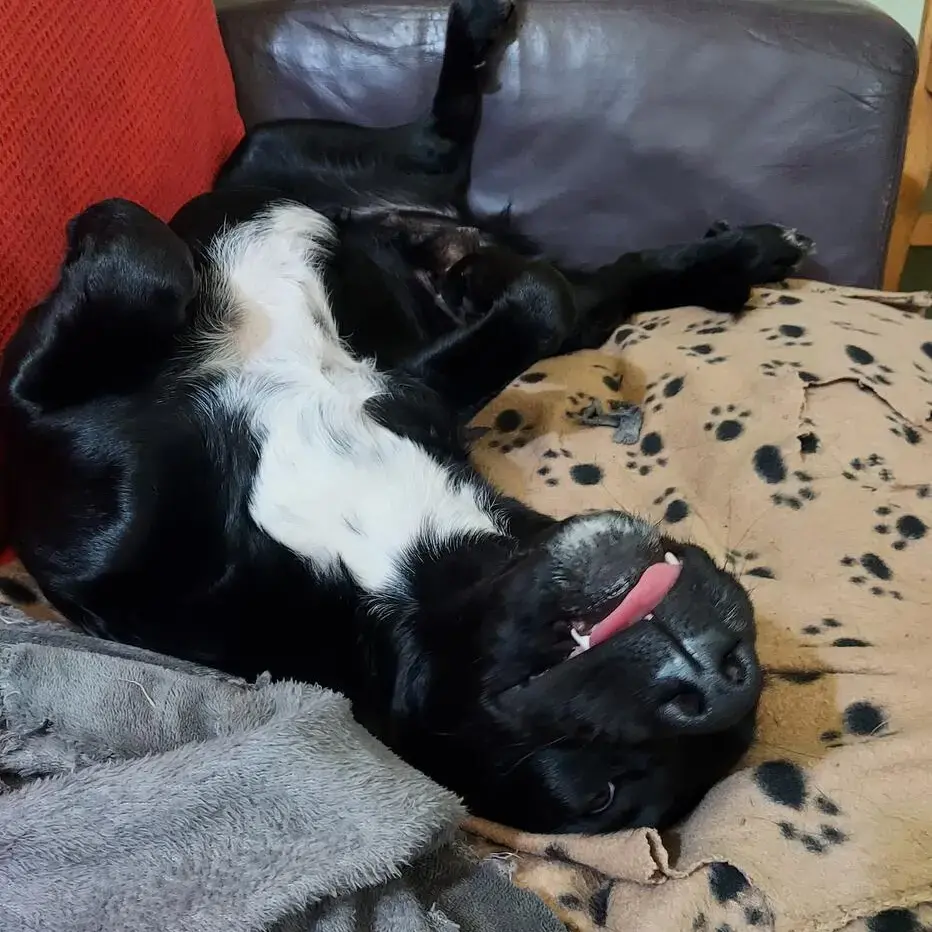 English Springer Spaniel